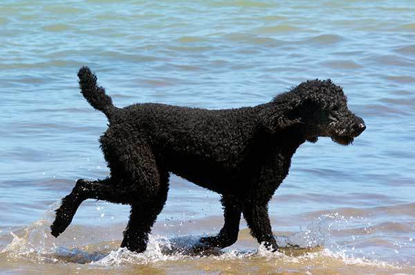 Standard Poodle Swimming 