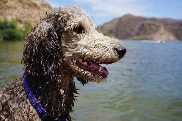 wet poodle dog