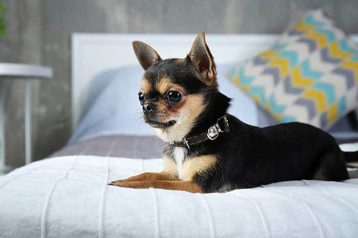 what were chihuahuas originally bred for?
