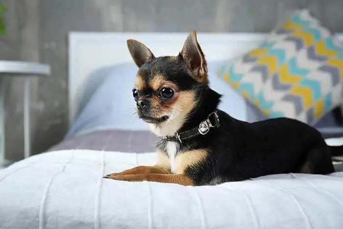 Your Complete Guide To The Papillon Chihuahua Mix Chion