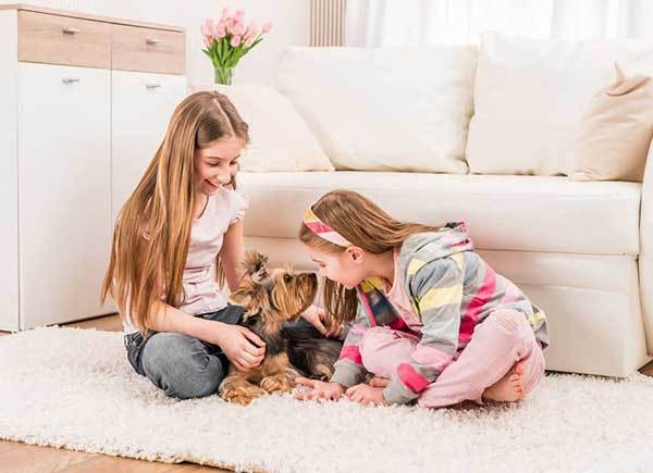 Yorkshire terrier playing with children 