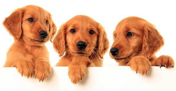 three cute red golden retriever puppies