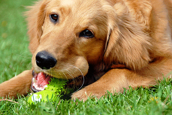Red Golden Retriever playing with a toy