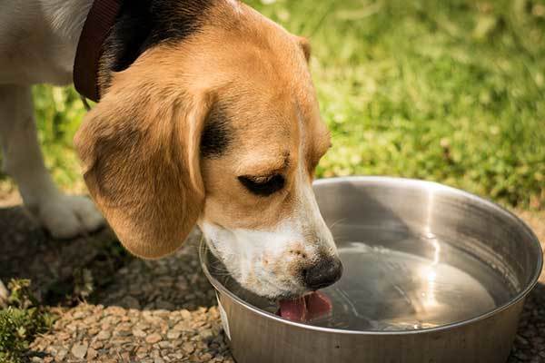 prevent dehydration in dogs 
