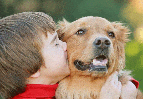 a child with a Red Golden Retriever Dog
