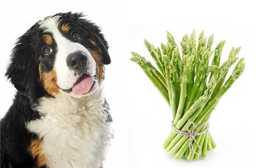 can dogs eat asparagus