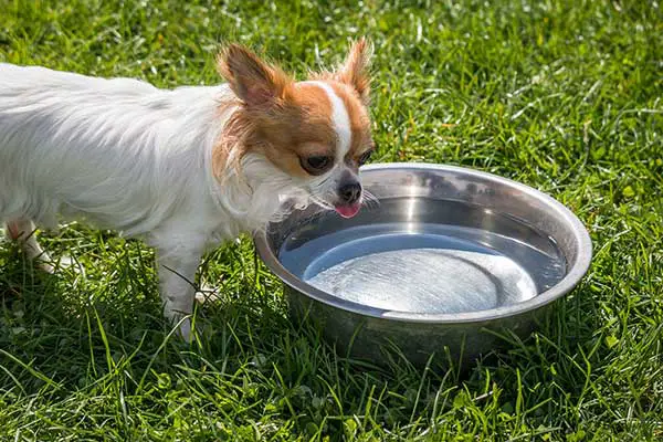 chihuahua dog drinking water