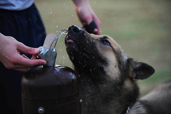 how long can a dog go without water before getting dehydrated?
