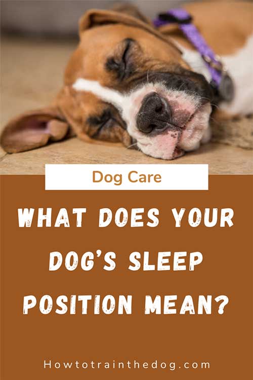 Here Are 5 Dog Sleeping Positions and What They Mean