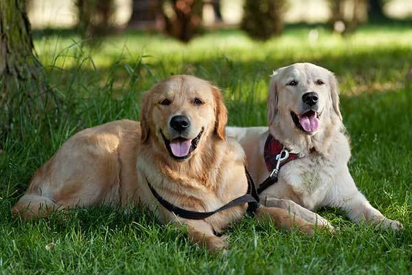 dogs in the park