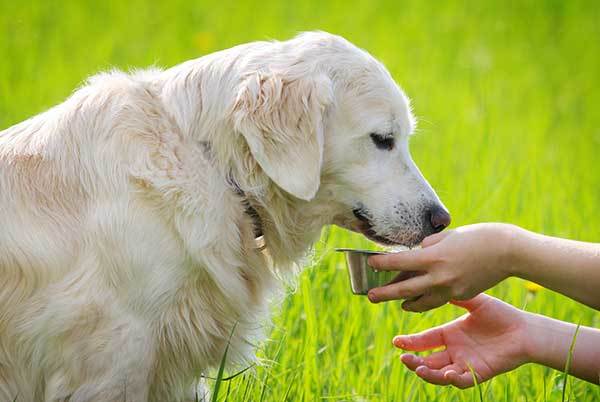 can i leave my dog without water during the day?