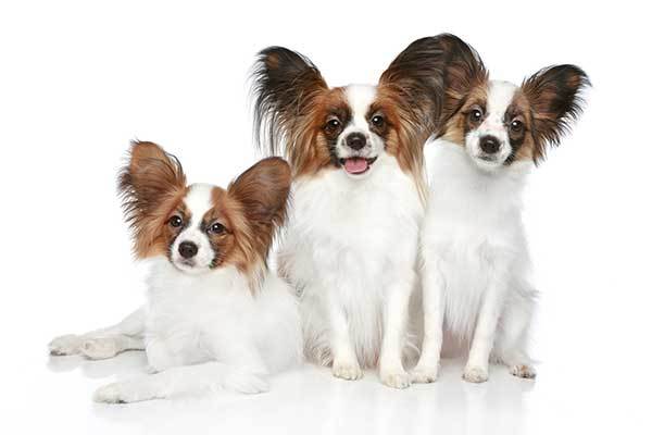 3 papillon puppies