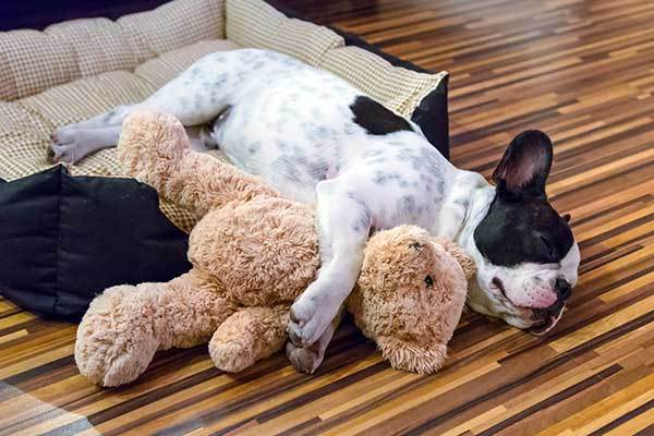 puppy sleeping in cuddling position