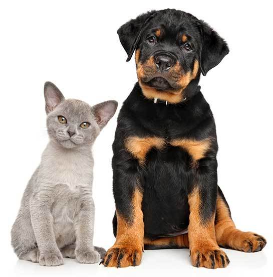 rottweilers and cats