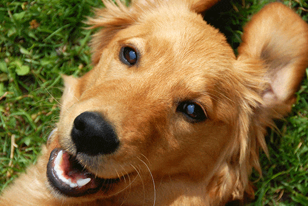 Cute Golden Retriever Dog Face