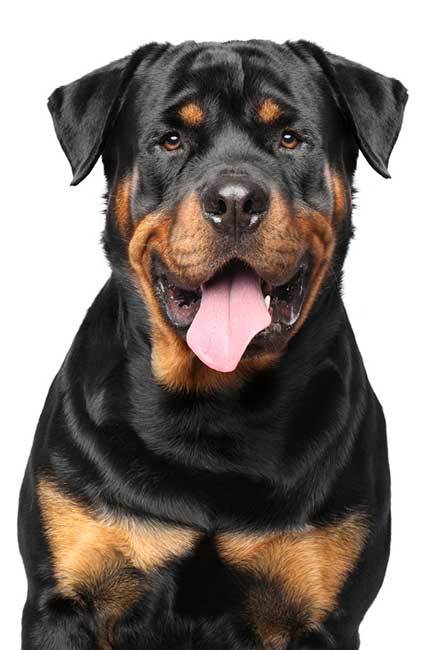 liebenswerter Rottweiler-Hund