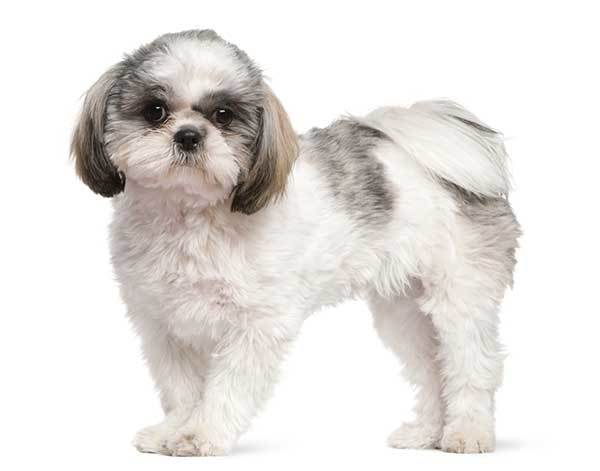 adorable shih tzu puppy