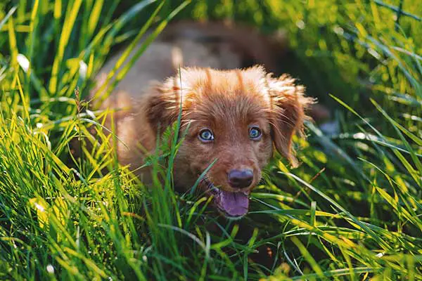 happy adorable dog in the grass