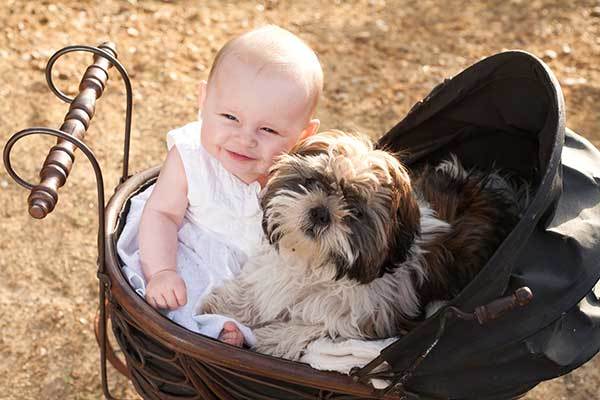 are shih tzus good with toddlers?