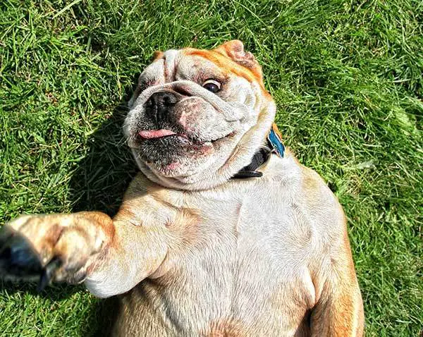 Bull dog rolling in grass