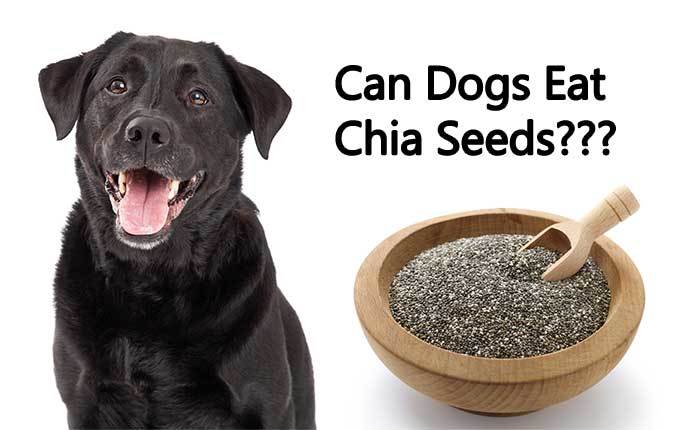 can my dog eat chia seed?