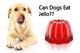 Can Dogs Eat Jello? Is Jello Safe For Dogs?