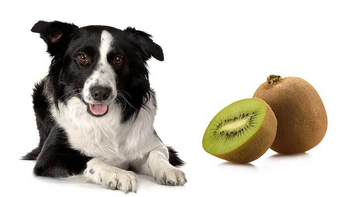 Is kiwi good for dogs?