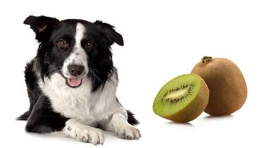 can kiwi kill dogs