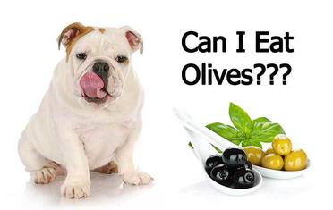 are cooked olives bad for dogs