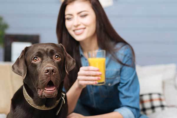 is orange juice bad for dogs?