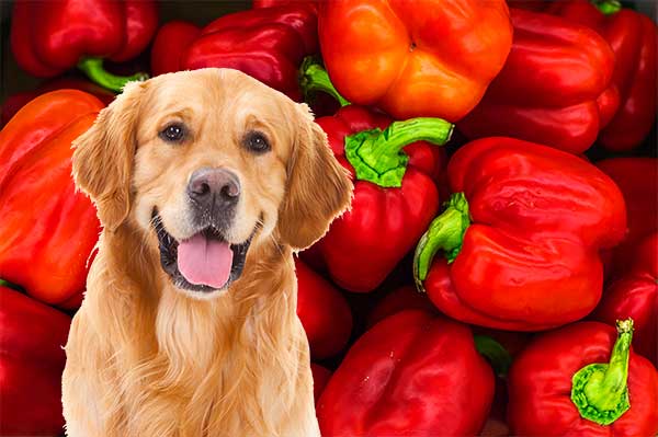 can dogs eat red peppers?