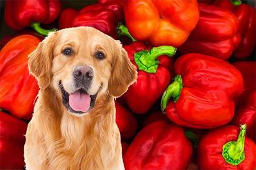 is cayenne pepper harmful to dogs