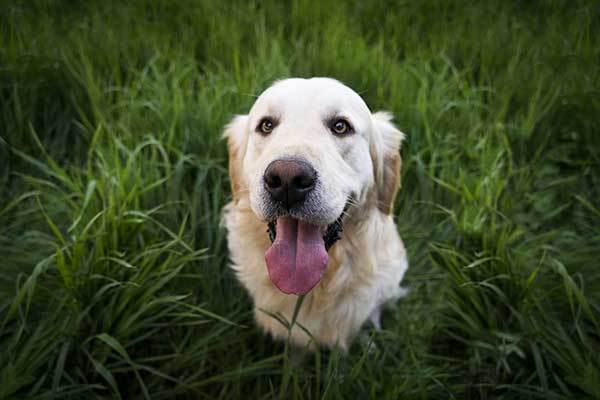 Golden Retriever Dog In Grass