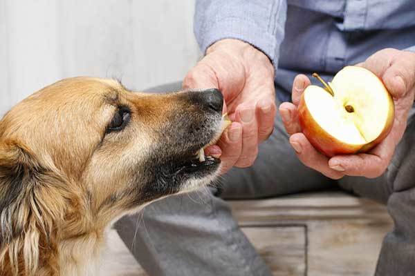 cute dog eating apple from owners hand