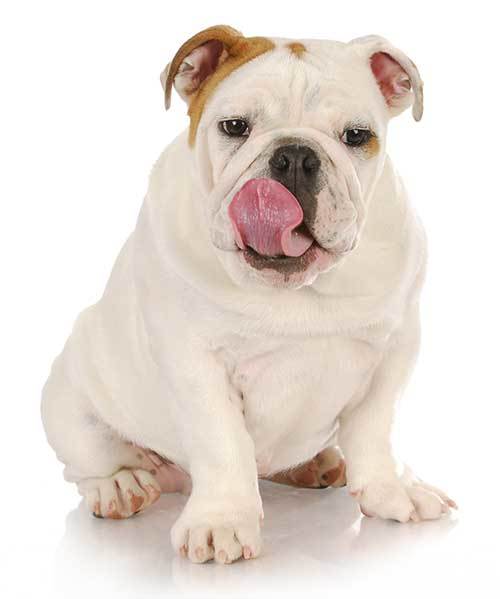 cute dog licking his lips