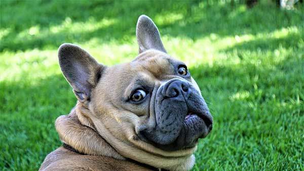 Cute French Bulldog Looking at the camera