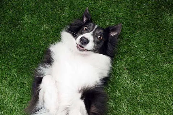 border collie rolling in wet grass