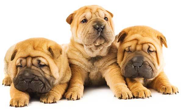 3 cute Shar Pei Puppies