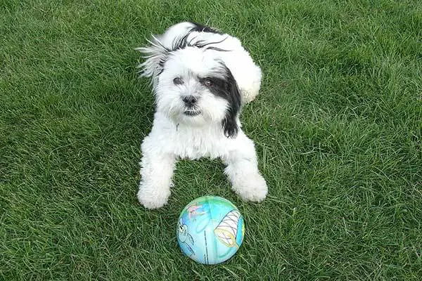 cute shih tzu puppy playing in the backyard