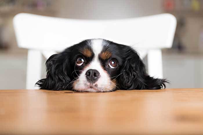 How Do I Stop My Dog From Begging For Food?