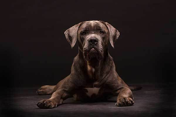 Cane Corso Italian dog