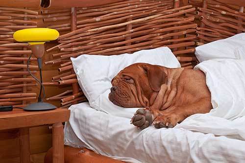 Dog Comfortably Sleeping in bed