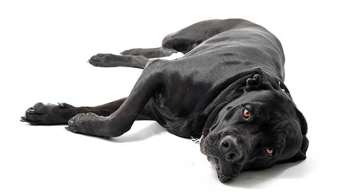 Italian Mastiff dog lying down