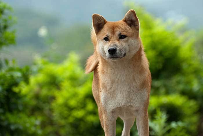 250 Japanese Dog Names Meanings Fuji Hiroshi Sushi More 