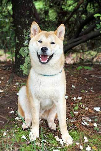 Cute Shiba Inu Dog