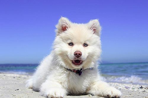 a cute white dog on the beach