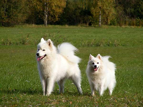 Samoyed and japanese spitz in park