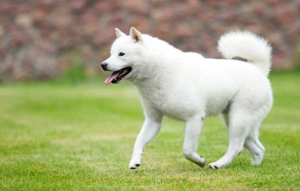 Hokkaido Japanese Dog