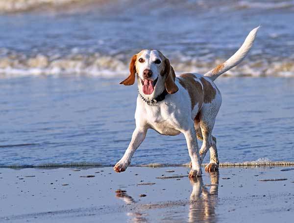 Happy Beagle dog running at beach