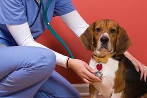 Beagle dog being checked by vet